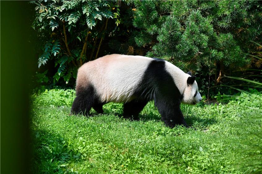 SYMBOLBILD Forscher von der Universität Tübingen haben einen Vorläufer vom Panda im Allgäu entdeckt Foto: Paul Zinken/dpa